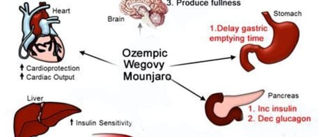 a diagram of the human body and its functions