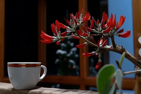 xicara de chá na cor branca e um galho da planta Mulungu