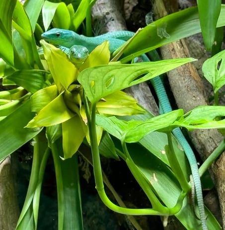 Green Keeled Belly Lizards and a Bromiliad