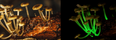 Champignon bioluminescent - Mycena lucentipes