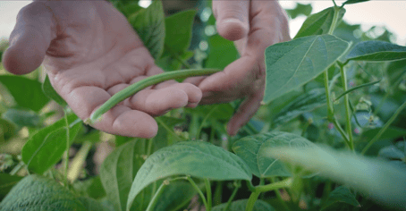 reportage, haricots verts, mains, vidéo