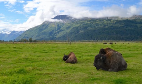 Anchorage, AK - Wood Bison Sanctuary, another giant at over 2,200 pounds