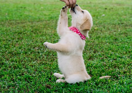 a goldendoogle dog train with a person