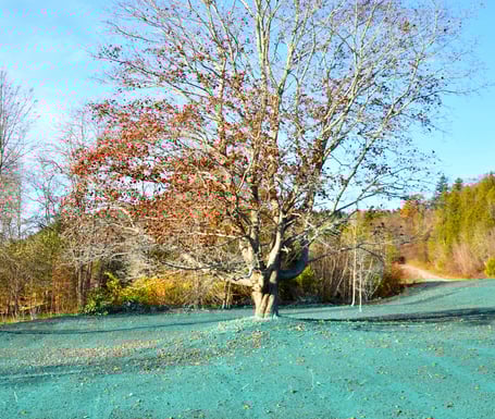 Kiemai.lt hidrosėjos paslaugos - hidrosėjos mišiniu padengtas dirvožemis