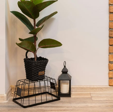 ficus elastica su vaso intrecciato con a fianco una lanterna