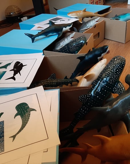 différentes figurines de requins, avec leur boite et des cartes décrivant les requins