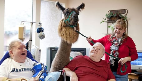 A Pet Partners Alpaca Therapy team visit two men .