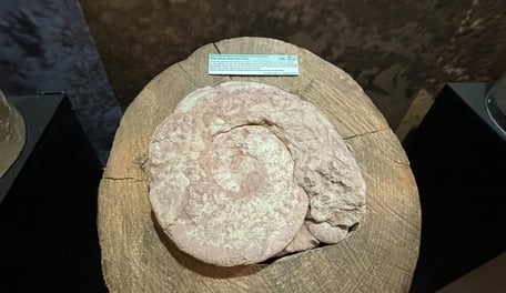 Fósil Santa Rita