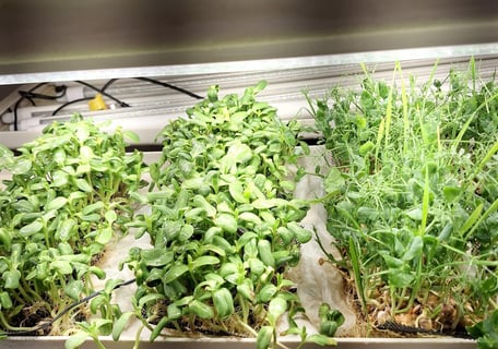 a picture of Early Greens microgreens nursery grow room