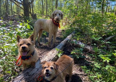 three dogs on a log log in the woods