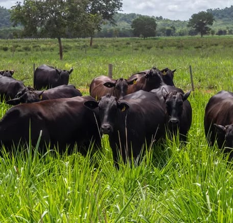 Bois alimentados a pasto
