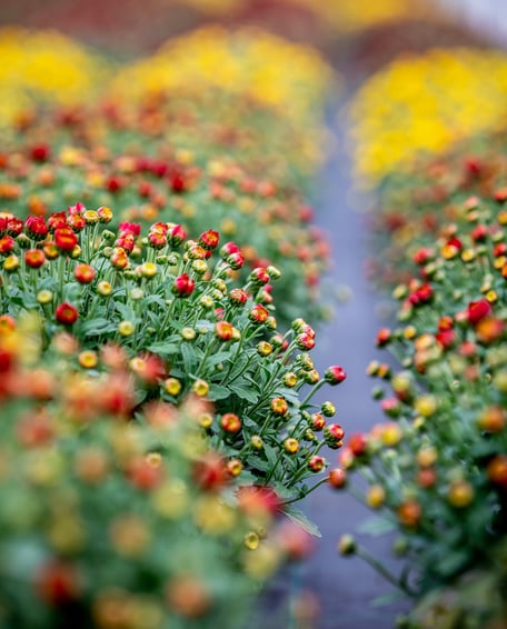 a row of flowers