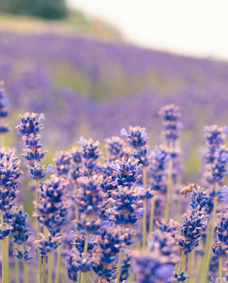 Lavender Essential Oil