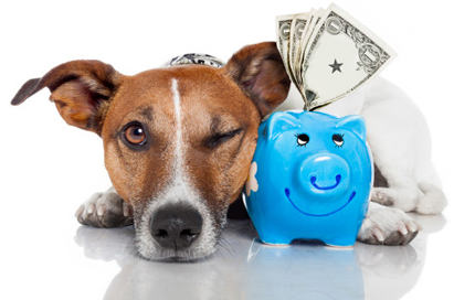 a dog with a piggy bank and a piggy piggy piggy pig