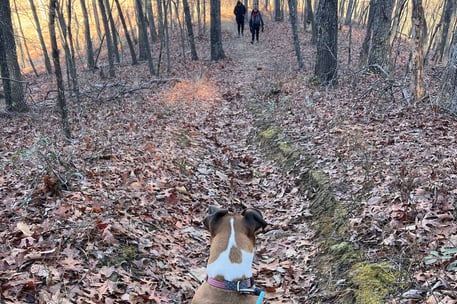a dog sitting on a leafy trail in the woods waiting on her companions