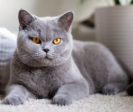 TICA-registered British Shorthair queen Bella with a plush solid blue coat