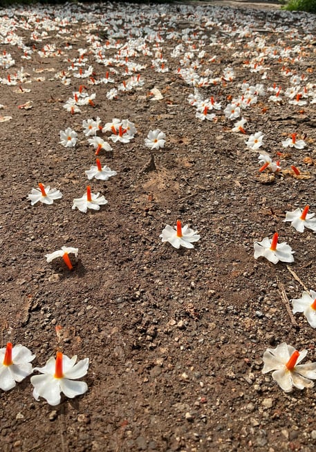 flowers