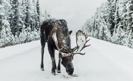 Anchorage, AK - Both the moose & caribou are some of Alaska's giants of the animal kingdom