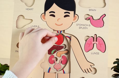 a kid holding a puzzle board with a picture of a human body