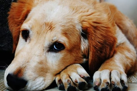 Dog Foods for dogs with Arthritis