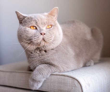 TICA-registered British Shorthair stud Abricot with a rare solid fawn coat