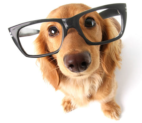 a dog wearing glasses and a pair of glasses