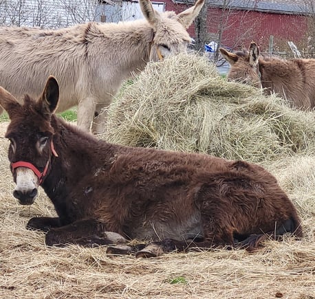 a donkey with a red halterlaying down and a donkey eating hay