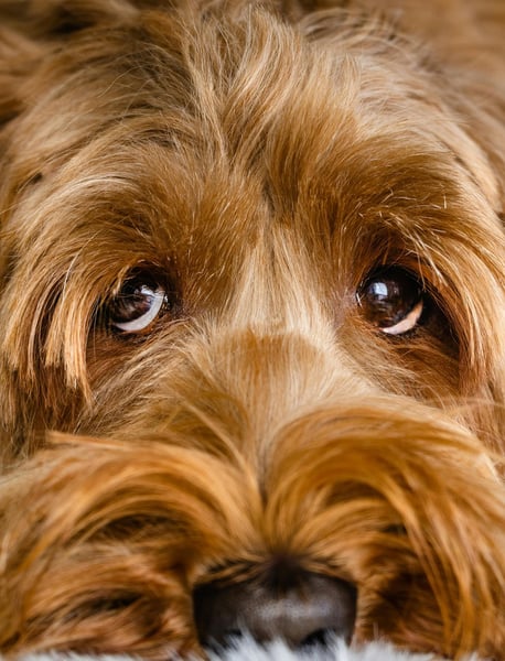 ojitos de perrito