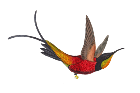 Vintage illustration of a hummingbird in flight.