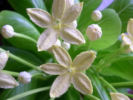 Foto Blüten Vulkanpalme