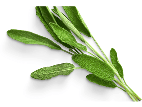 Sage is an aromatic herb with gray-green leaves and purple flowers, used in cooking and medicine.
