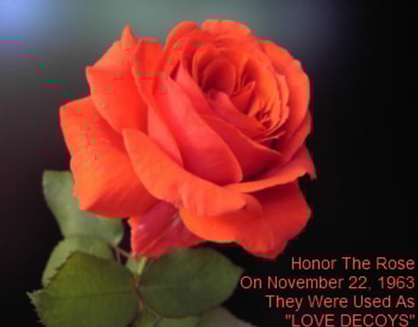 a rose flower with a quote about the meaning of the rose