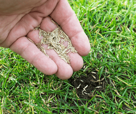 Kiemai.lt hidrosėjos paslaugos - žolių sėklų mišinio parinkimas