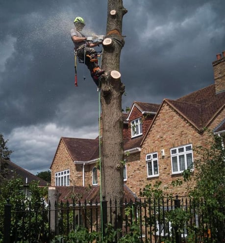 a man is cutting down a tree with a chainsaw