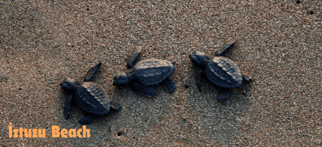 three caretta caretta turtles on İztuzu Beach
