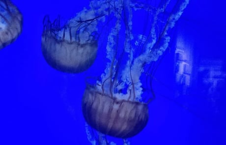 Oregon Coast - Newport Aquarium and jellyfish in a tank of brilliant blue water