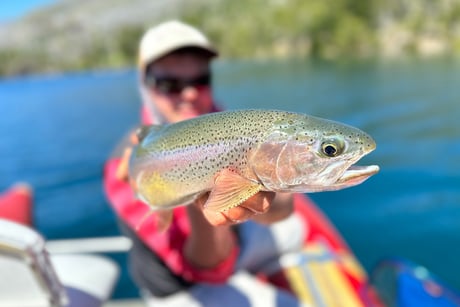 trucha arcoiris de Lago Puelo