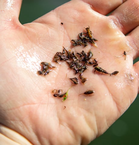 Watauga River Aquatic Insects.