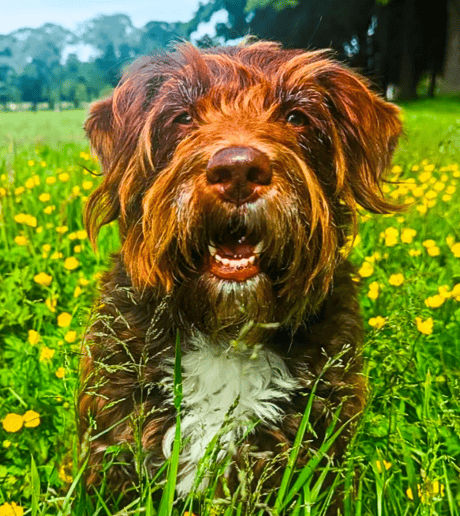 Hallie enjoying her group dog walk in Edinburgh