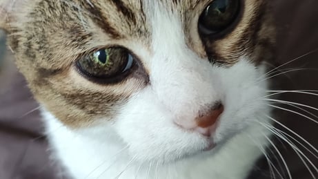 portrait chat