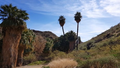 Palm Springs, CA - 25 miles of trails in Thousand Palms Oasis