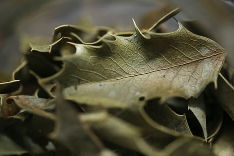 Folhas de espinheira-santa, com seu aspecto coriáceo e pontiagudo.
