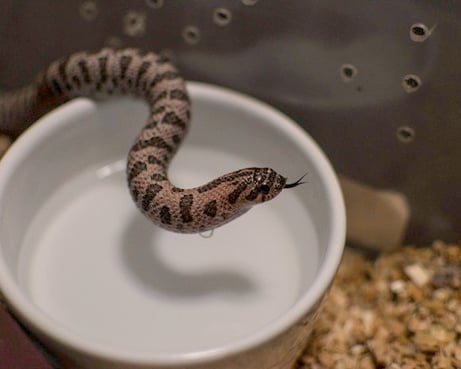 Hognose with a drop of water