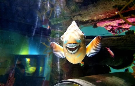 Oregon Coast - Parrot fish smiling at me at the Newport Aquarium