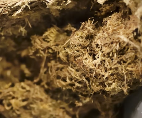 Sphagnum moss