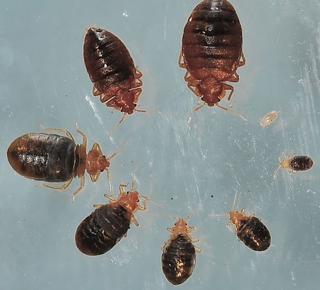 Stages of bedbug life cycle, from eggs to adult, Dorval pest control