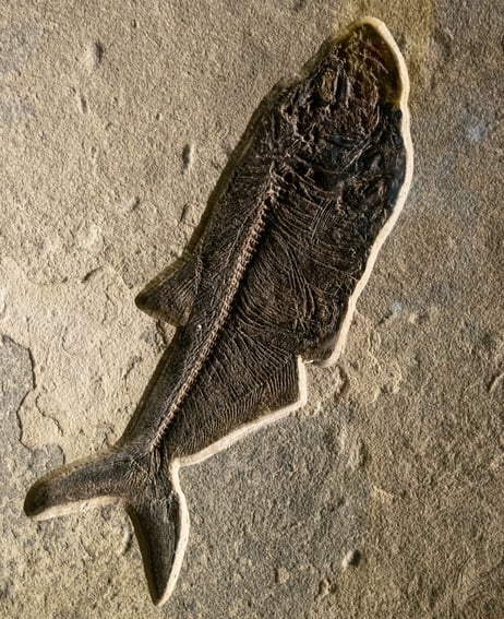 Fish skeleton