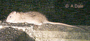 Brown rat