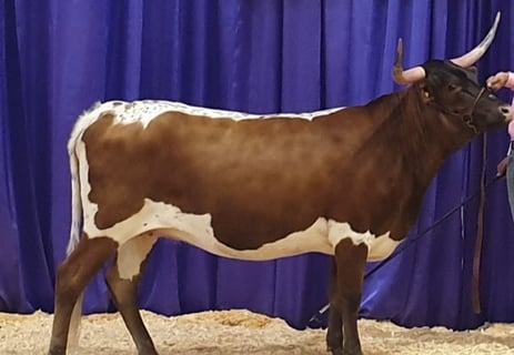 Show winning Miniature Texas Longhorn Cow