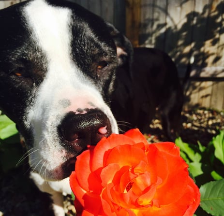 Black and white rescue dog smelling a bright orange rose